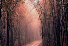 97年的NBA选秀发生什么大事？全联盟为状元集体摆烂？.